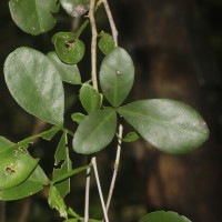 Pleiospermium alatum (Wall. ex Wight & Arn.) Swingle